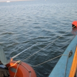 2017.04.08 Lapwing-1