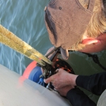 2017.04.08 Lapwing-4